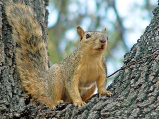 Download The Adventures of Deeds Tanner-Book 2-'The Search for Sarah'. - Tommy Ables file in PDF